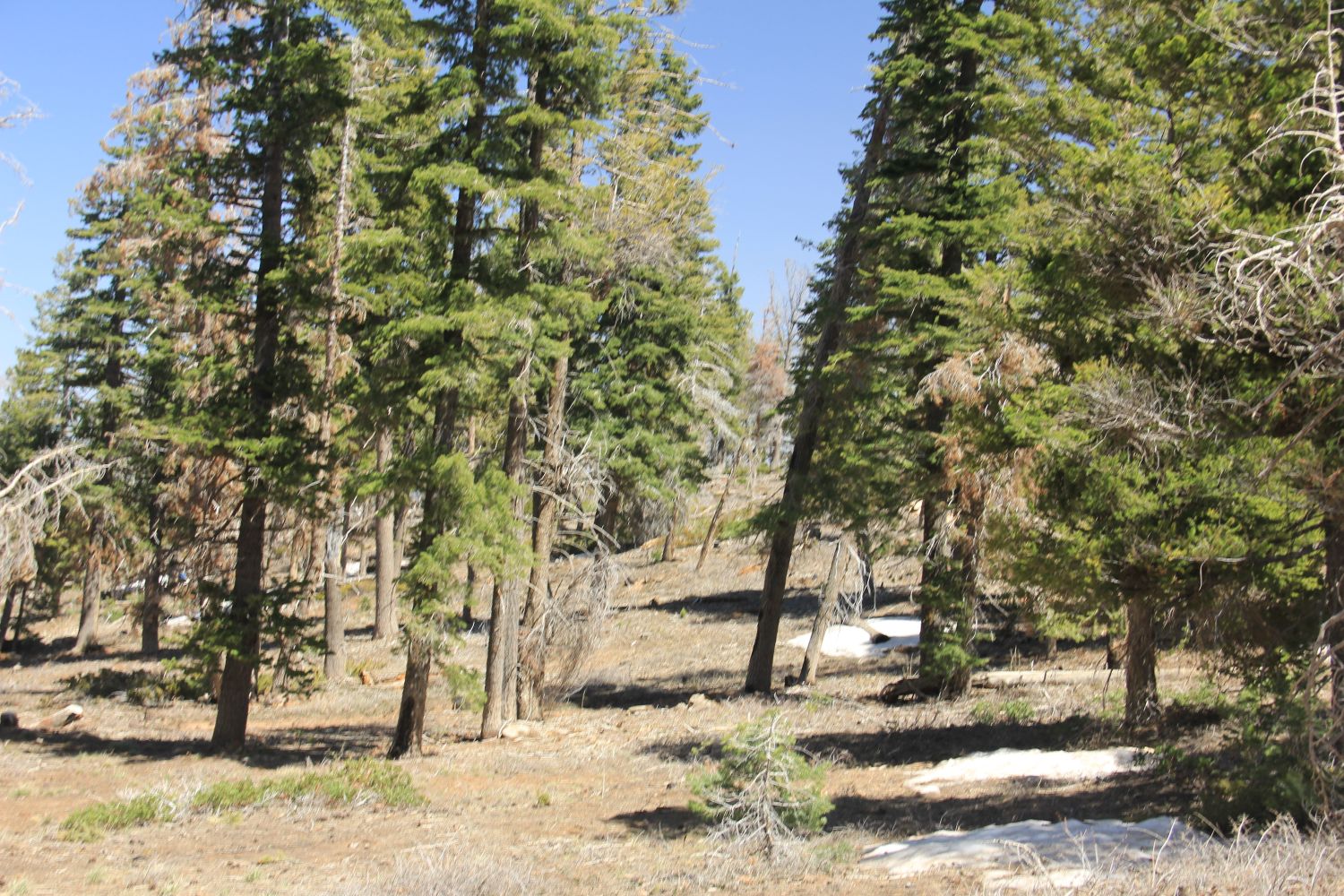 BristleCone Trail 